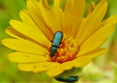 Psilothrix viridicoerulea