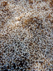 Fimbriaphyllia ancora