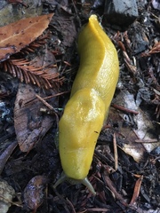 Ariolimax californicus