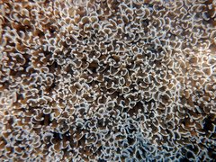Fimbriaphyllia ancora