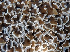 Fimbriaphyllia ancora