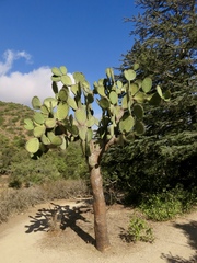 Opuntia streptacantha