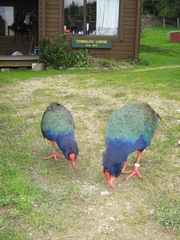 Porphyrio hochstetteri