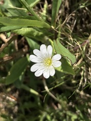 Cerastium strictum