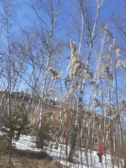 Solidago gigantea