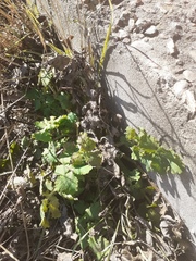 Chelidonium majus