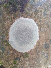 Pertusaria hymenea