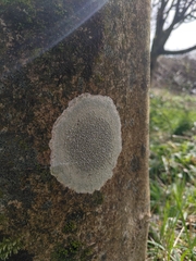 Pertusaria hymenea