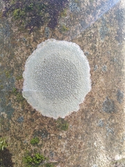 Pertusaria hymenea