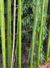 Phyllostachys aureosulcata
