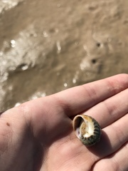 Notocochlis chemnitzii