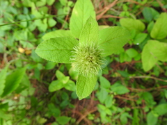 Lepechinia caulescens