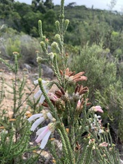 Erica pectinifolia