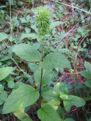 Lepechinia caulescens