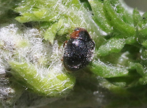 Ardent Lady Beetle