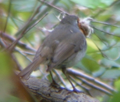 Erithacus rubecula superbus