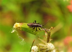 Horistus orientalis