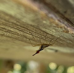Antillonerius