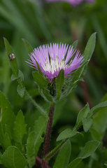 Centaurea pullata