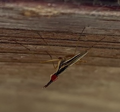 Antillonerius
