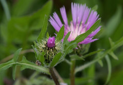 Centaurea pullata