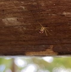 Antillonerius