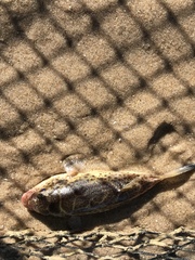 Sphoeroides annulatus