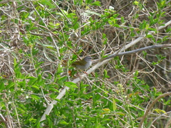 Myiothlypis leucoblephara