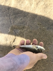 Sphoeroides annulatus