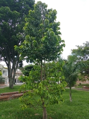 Annona muricata