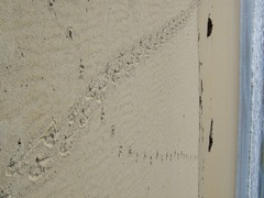 Megadyptes antipodes