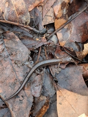 Plethodon dorsalis