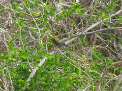 Myiothlypis leucoblephara