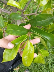 Annona muricata