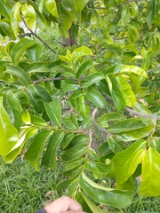Annona muricata
