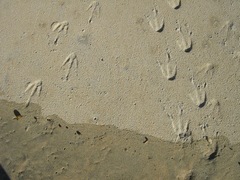 Megadyptes antipodes