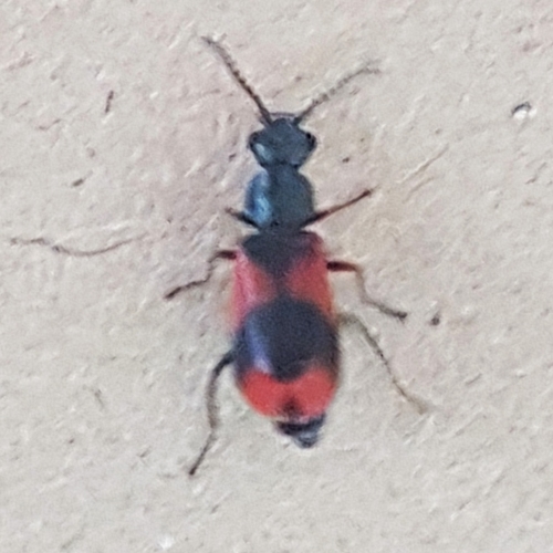 Eurasian Red-and-black Melyrid, photo 6 of 10