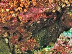 Sebastiscus marmoratus