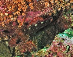 Sebastiscus marmoratus