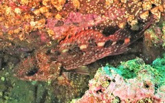 Sebastiscus marmoratus