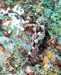 Sebastiscus marmoratus