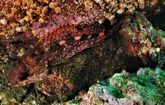 Sebastiscus marmoratus