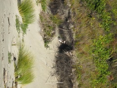 Megadyptes antipodes