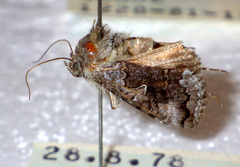 Syngrapha interrogationis