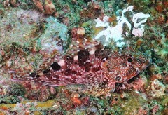 Sebastiscus marmoratus