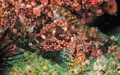 Sebastiscus marmoratus