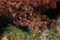 Sebastiscus marmoratus