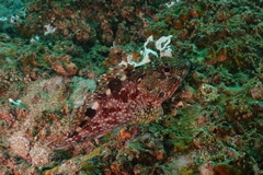 Sebastiscus marmoratus