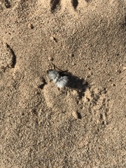 Dasymutilla nocturna