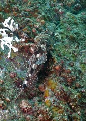 Sebastiscus marmoratus